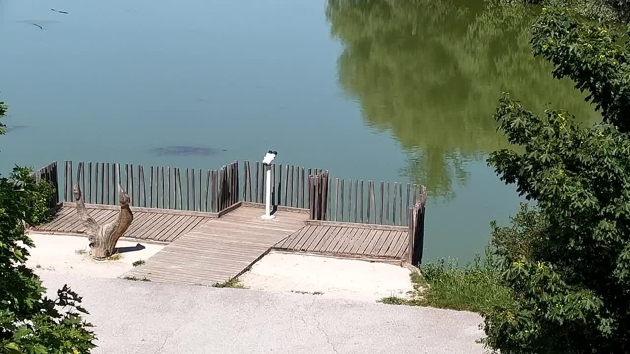 Webcam Ribnik Vrbje – Žalec
