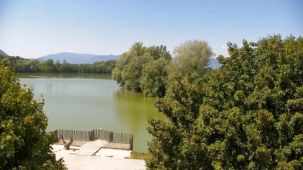 Webcam Ribnik Vrbje – Žalec