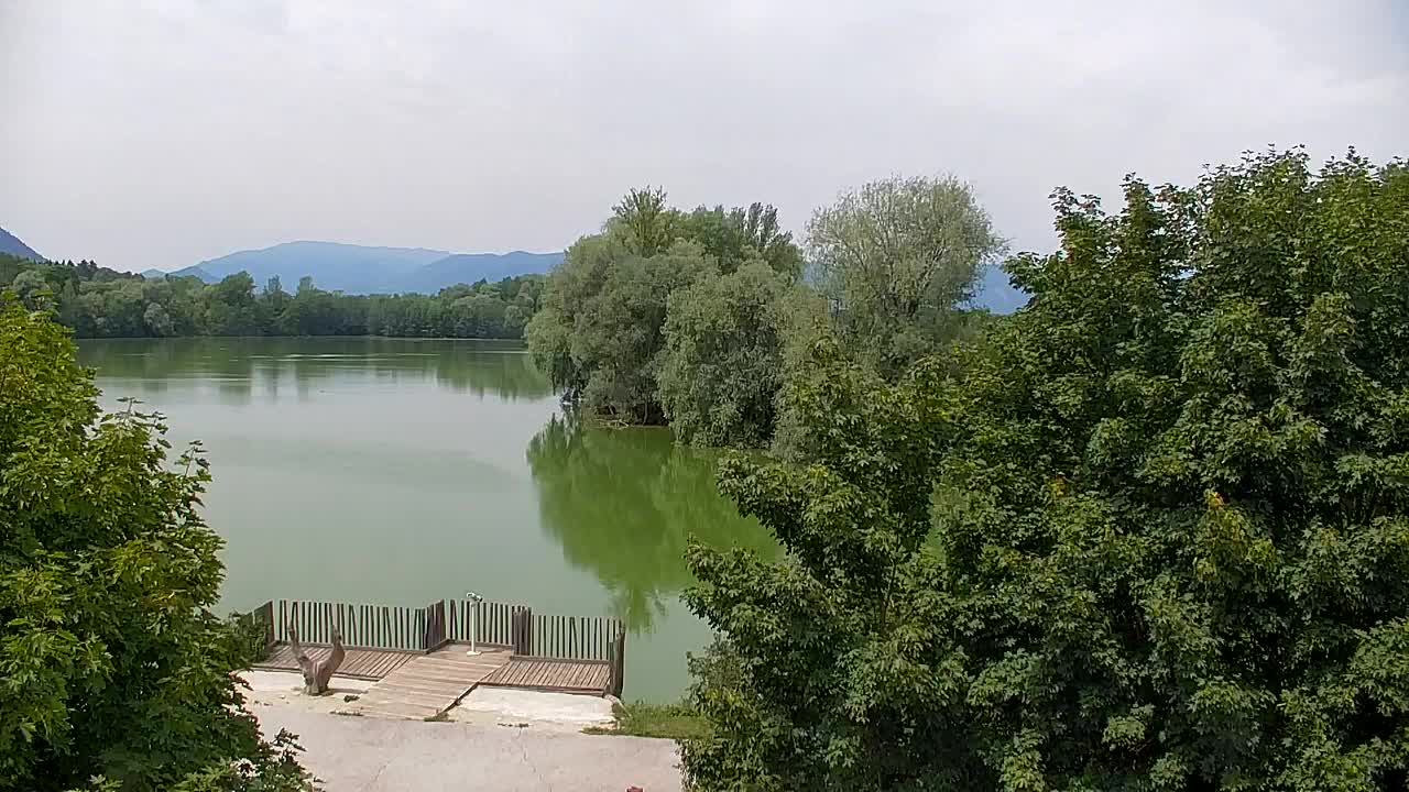 Web kamera Ribnik Vrbje – Žalec