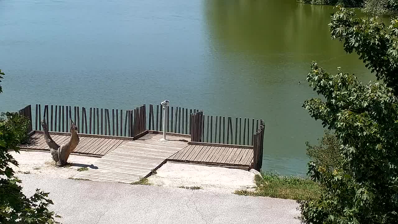 Webcam Ribnik Vrbje – Žalec