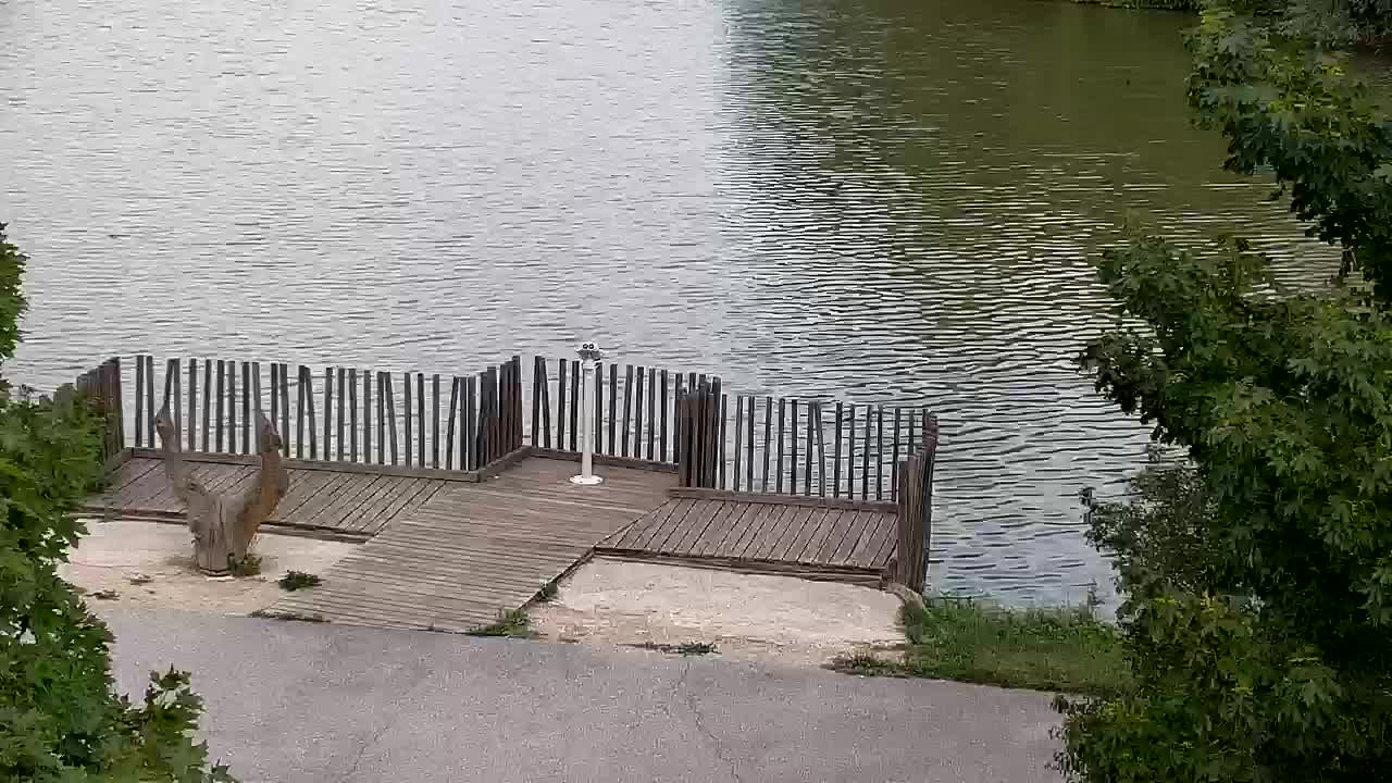 Webcam Ribnik Vrbje – Žalec