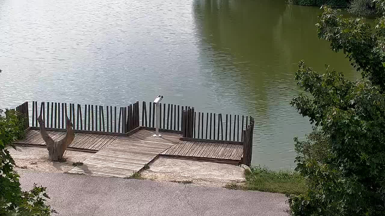 Webcam Ribnik Vrbje – Žalec