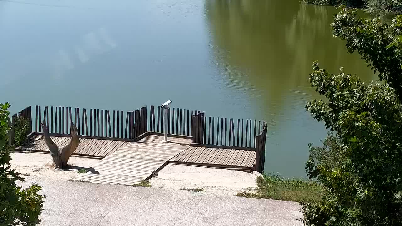Webcam Ribnik Vrbje – Žalec
