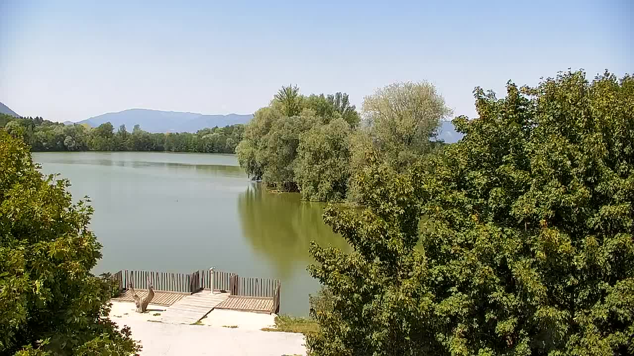 Webcam Ribnik Vrbje – Žalec