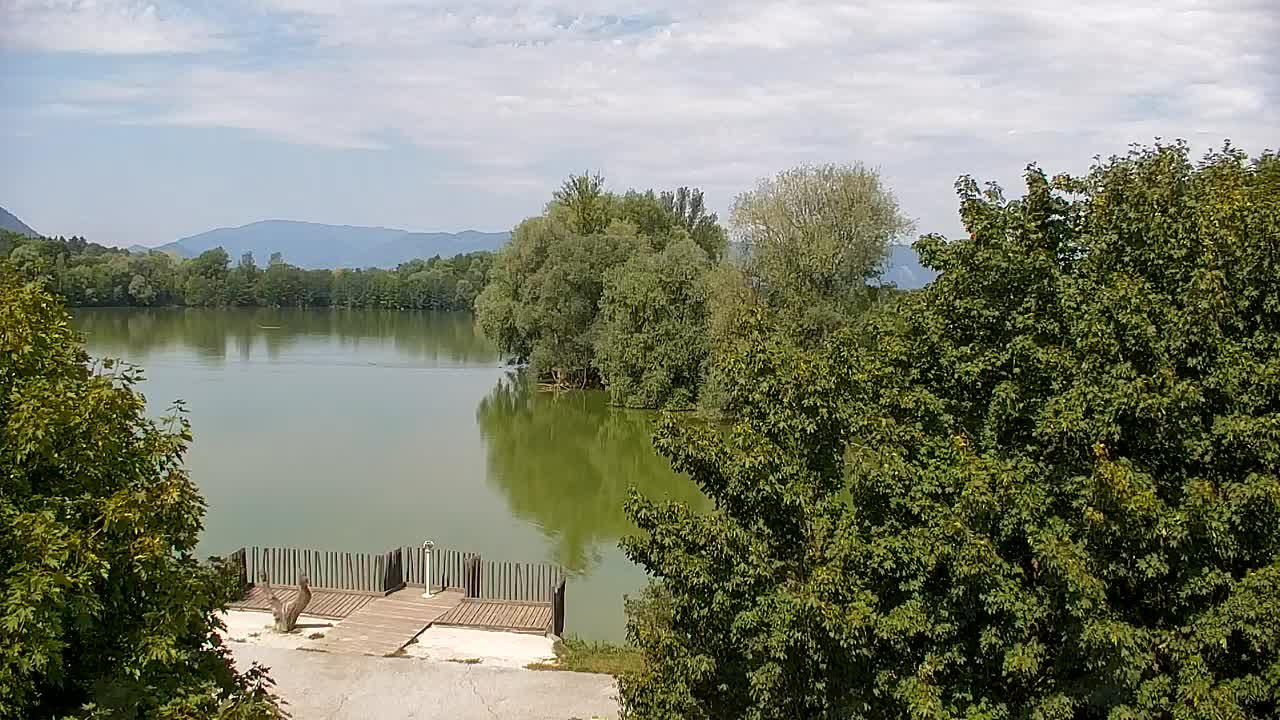Webcam Ribnik Vrbje – Žalec