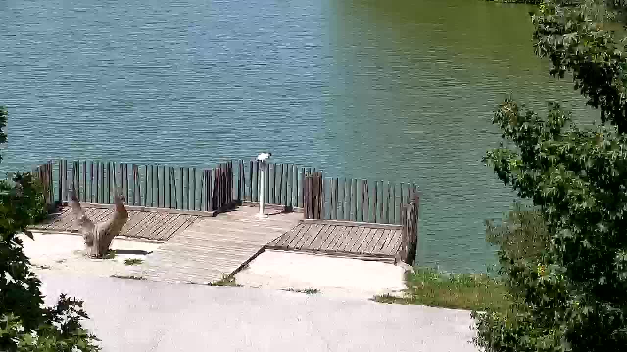 Webcam Ribnik Vrbje – Žalec