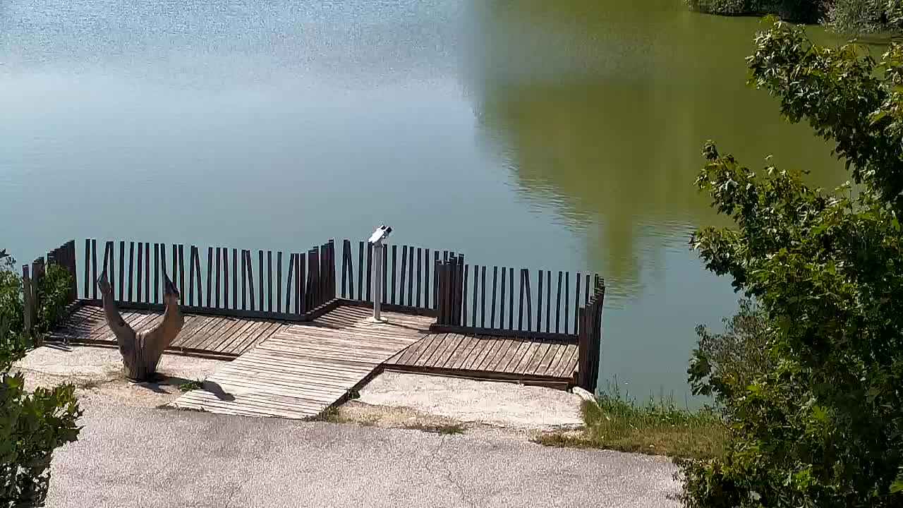 Webcam Ribnik Vrbje – Žalec