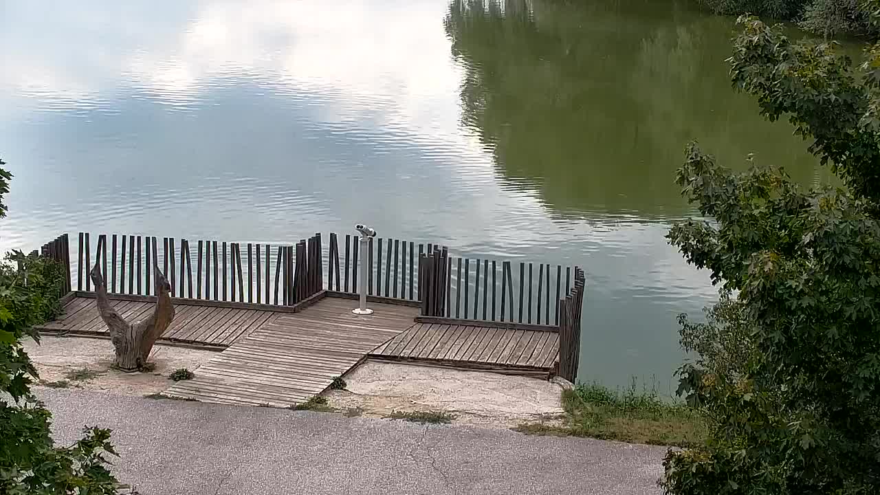 Webcam Ribnik Vrbje – Žalec