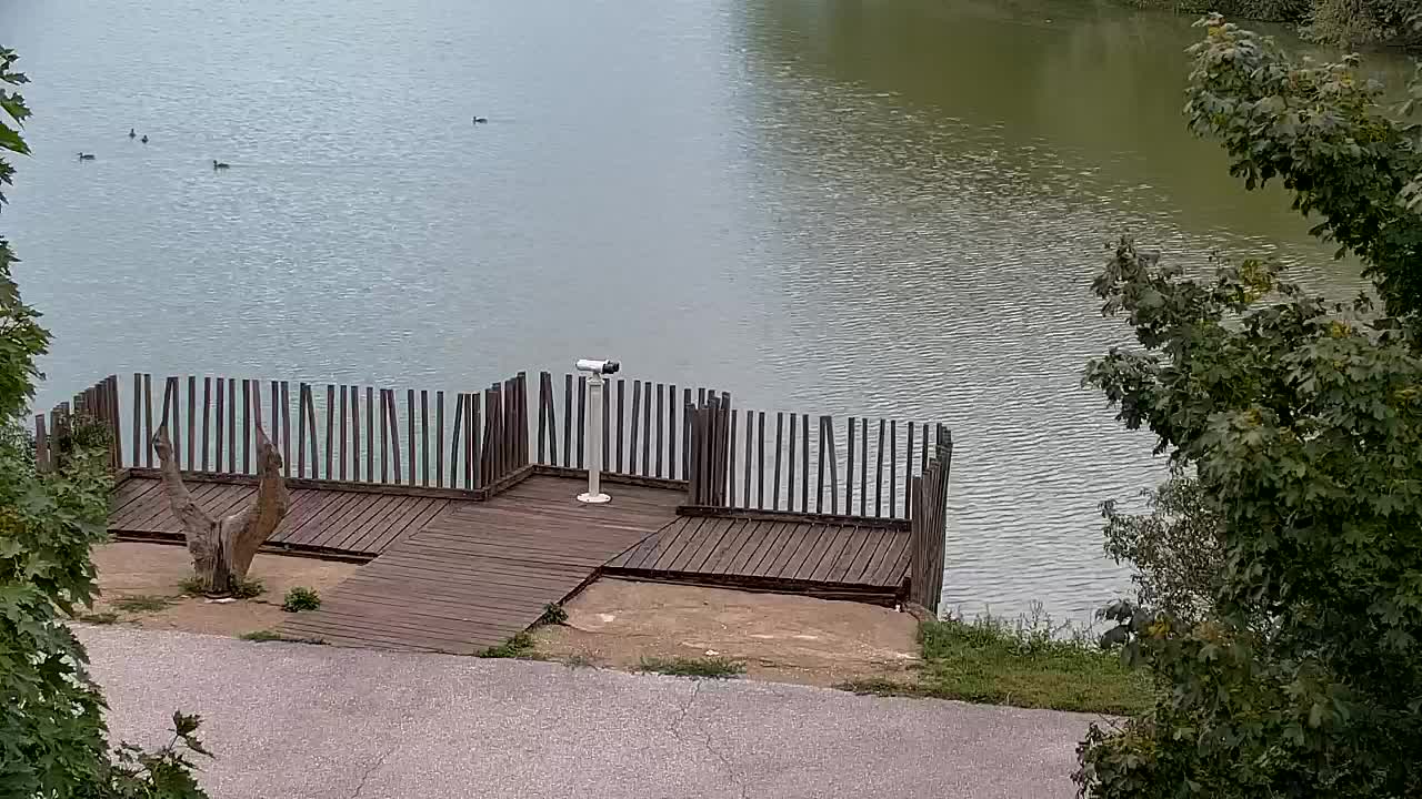 Webcam Ribnik Vrbje – Žalec