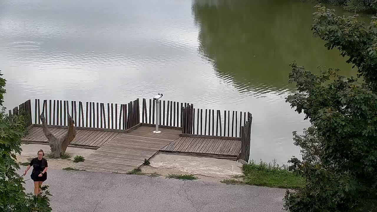 Webcam Ribnik Vrbje – Žalec