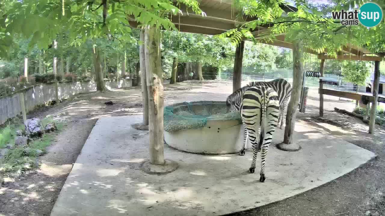 Live Webcam Zebras in Ljubljana ZOO – Slowenien