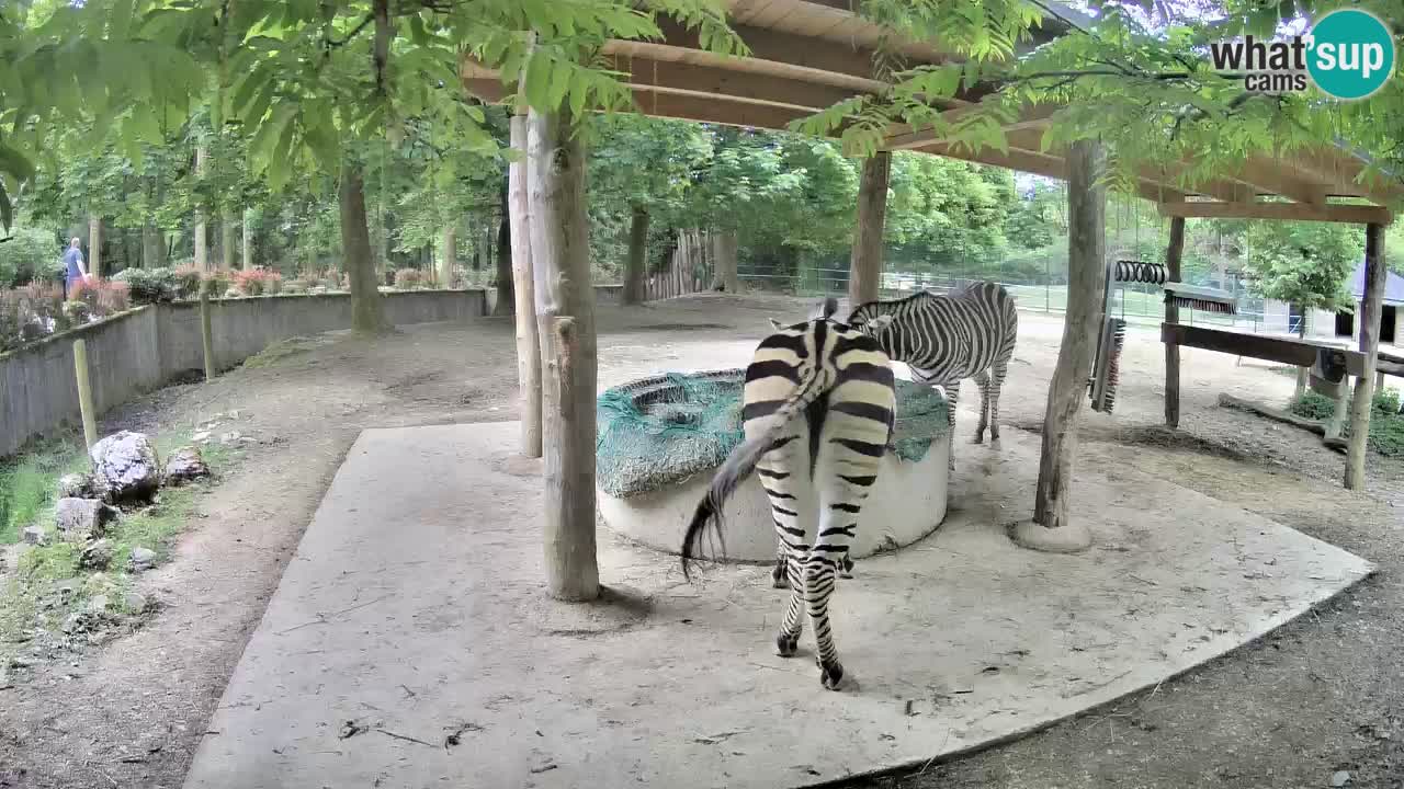Zebre v živo v živalskem vrtu Ljubljana ZOO spletne kamere