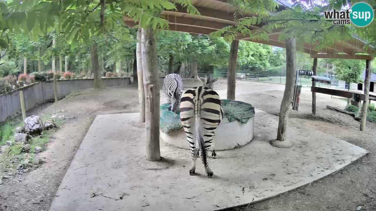 Live webcam Zebras in Ljubljana ZOO – Slovenia