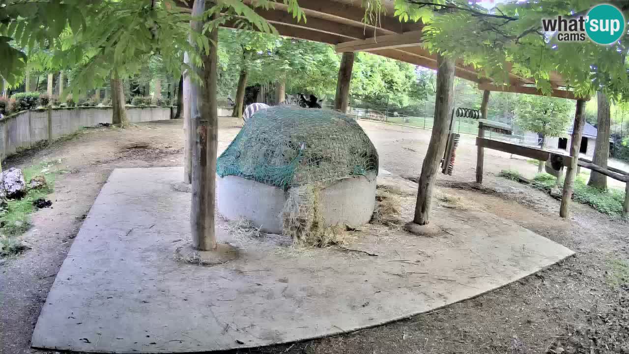 Live webcam Les zèbres in Ljubljana ZOO – Slovénie