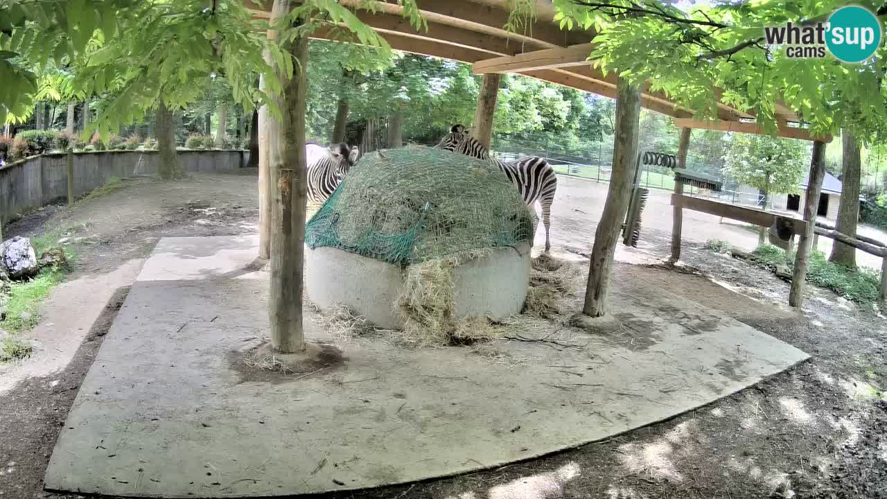Le Zebre nello ZOO di Ljubljana – Slovenia Live webcam