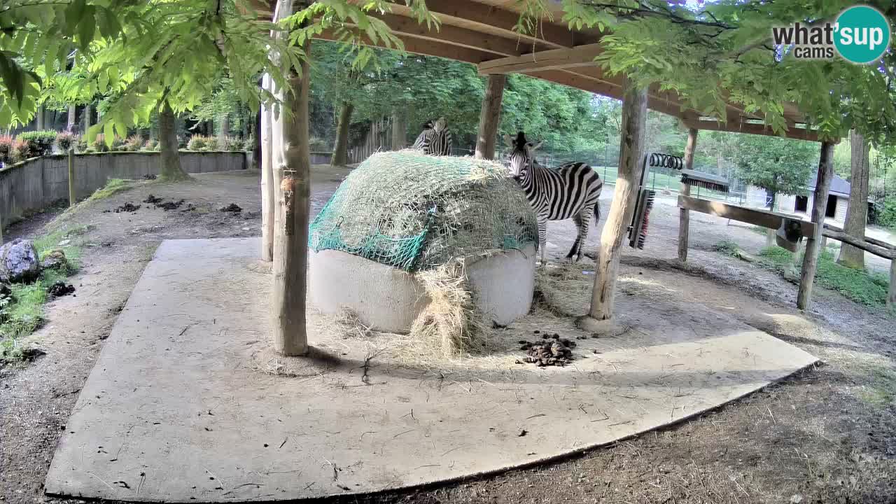Live webcam Zebras in Ljubljana ZOO – Slovenia