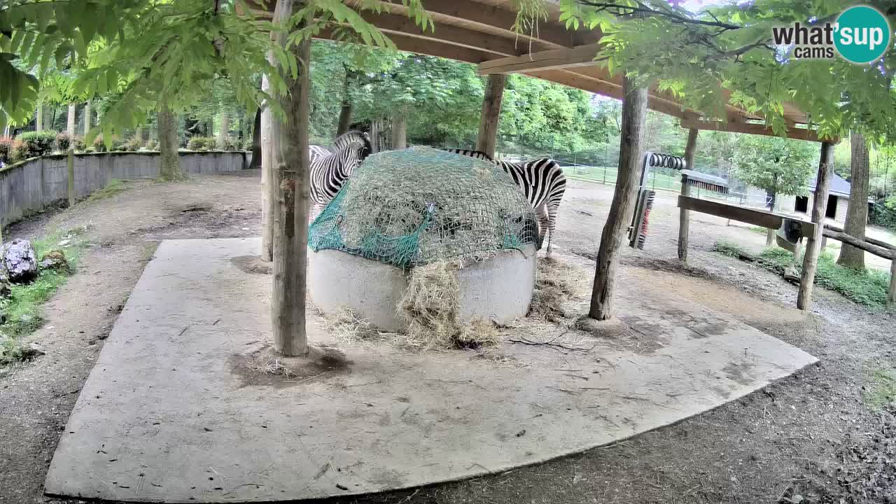 Web kamera uživo Zebras u ZOO Ljubljana – Slovenija