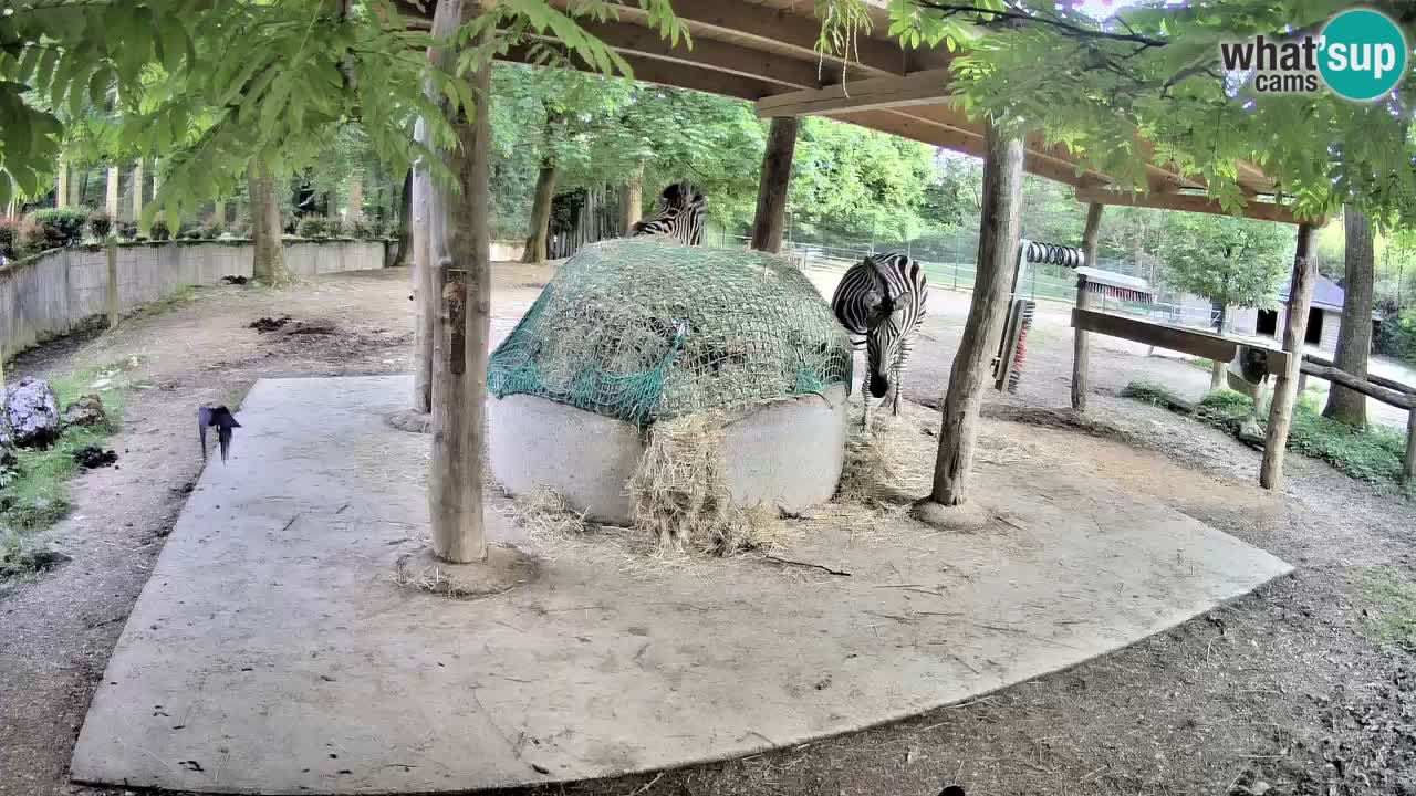 Le Zebre nello ZOO di Ljubljana – Slovenia Live webcam