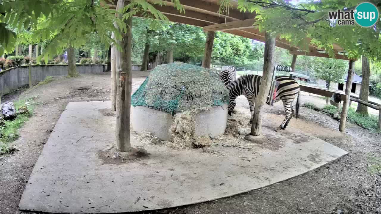 Live webcam Zebras in Ljubljana ZOO – Slovenia