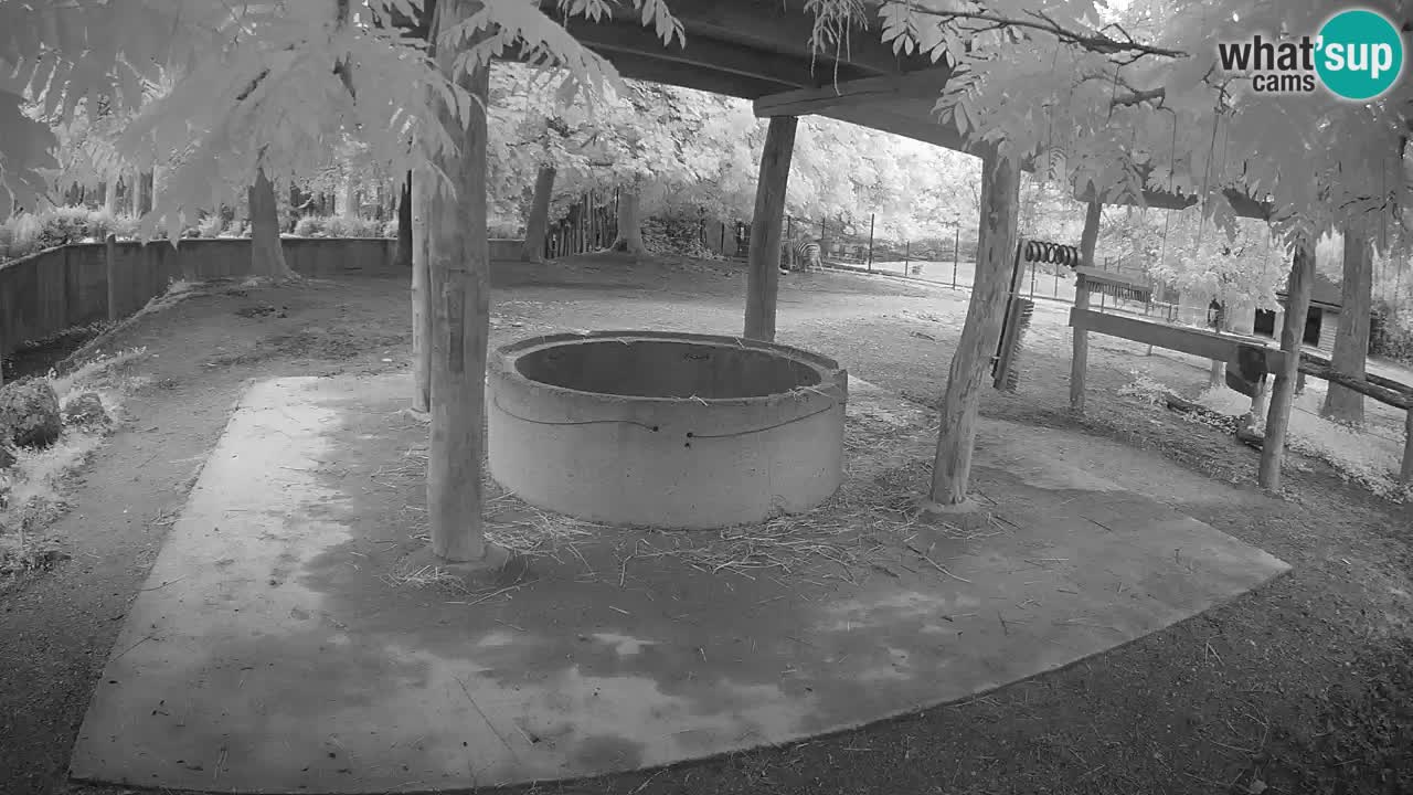 Live webcam Zebras in Ljubljana ZOO – Slovenia