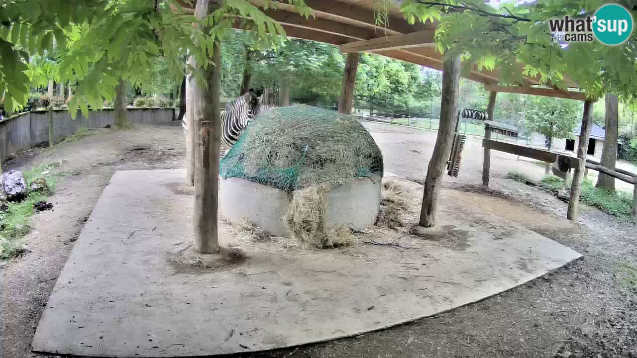 Live webcam Zebras in Ljubljana ZOO – Slovenia