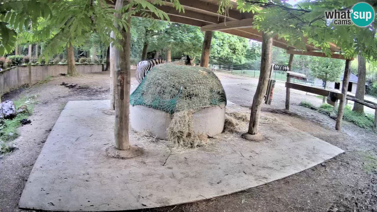 Live webcam Les zèbres in Ljubljana ZOO – Slovénie