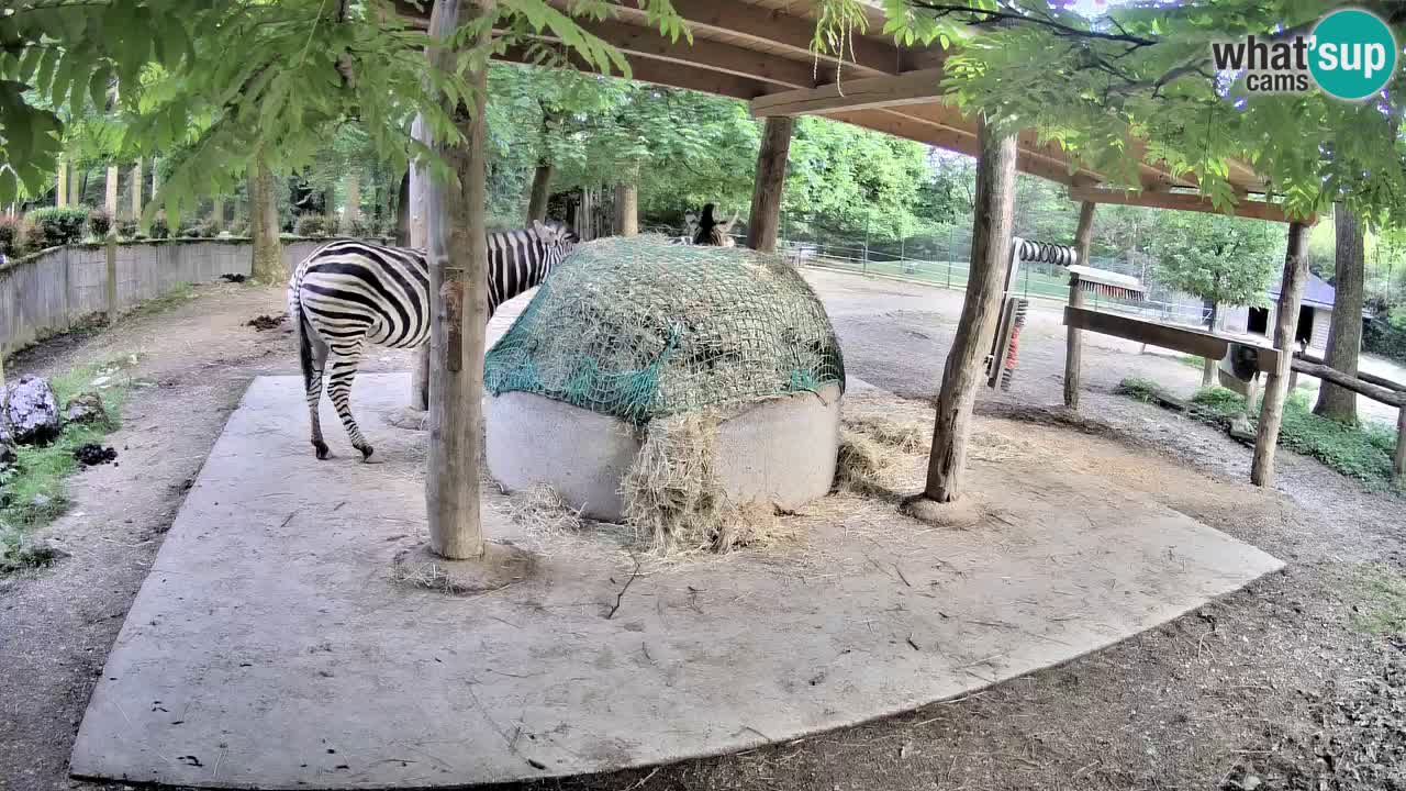 Live webcam Les zèbres in Ljubljana ZOO – Slovénie