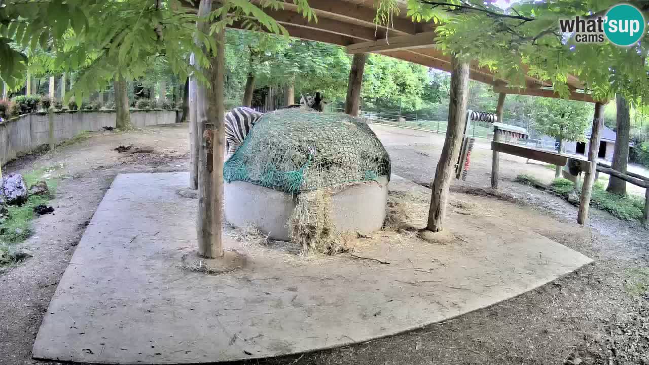 Web kamera uživo Zebras u ZOO Ljubljana – Slovenija
