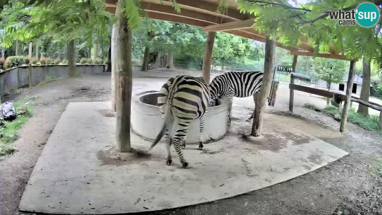 Live webcam Les zèbres in Ljubljana ZOO – Slovénie