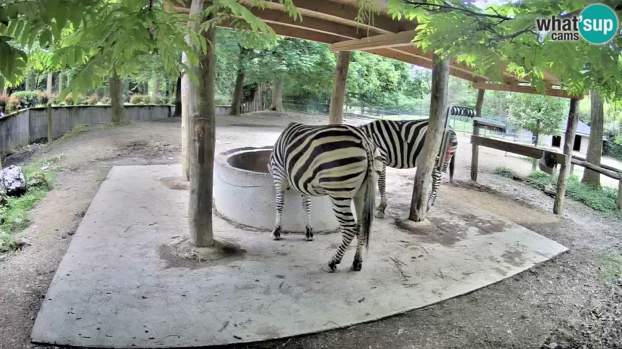 Web kamera uživo Zebras u ZOO Ljubljana – Slovenija