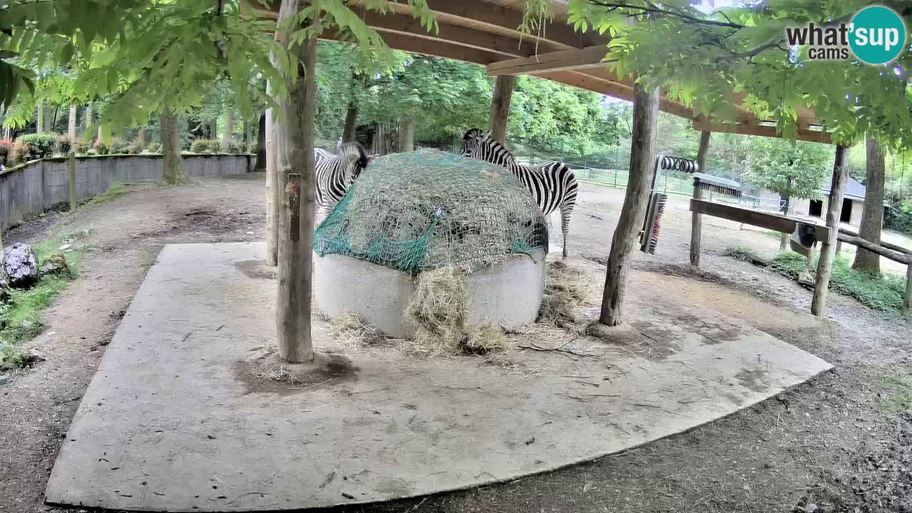 Camera en vivo Cebras in Ljubljana ZOO – Eslovenia
