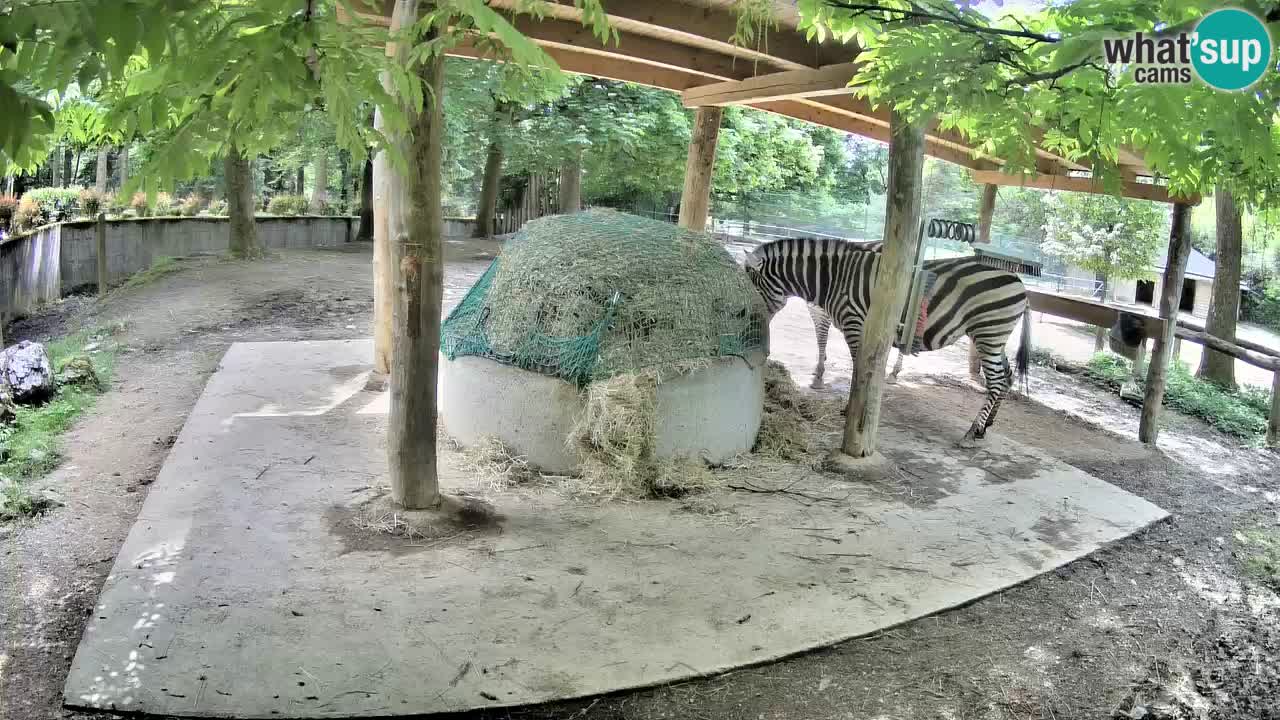 Le Zebre nello ZOO di Ljubljana – Slovenia Live webcam