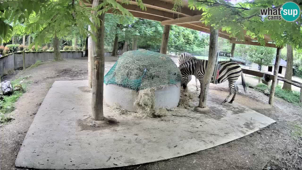 Live webcam Zebras in Ljubljana ZOO – Slovenia