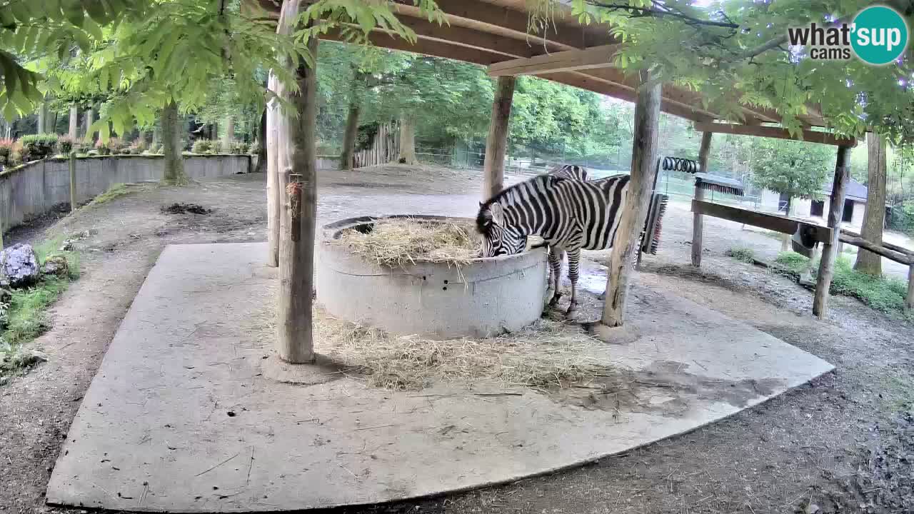 Le Zebre nello ZOO di Ljubljana – Slovenia Live webcam