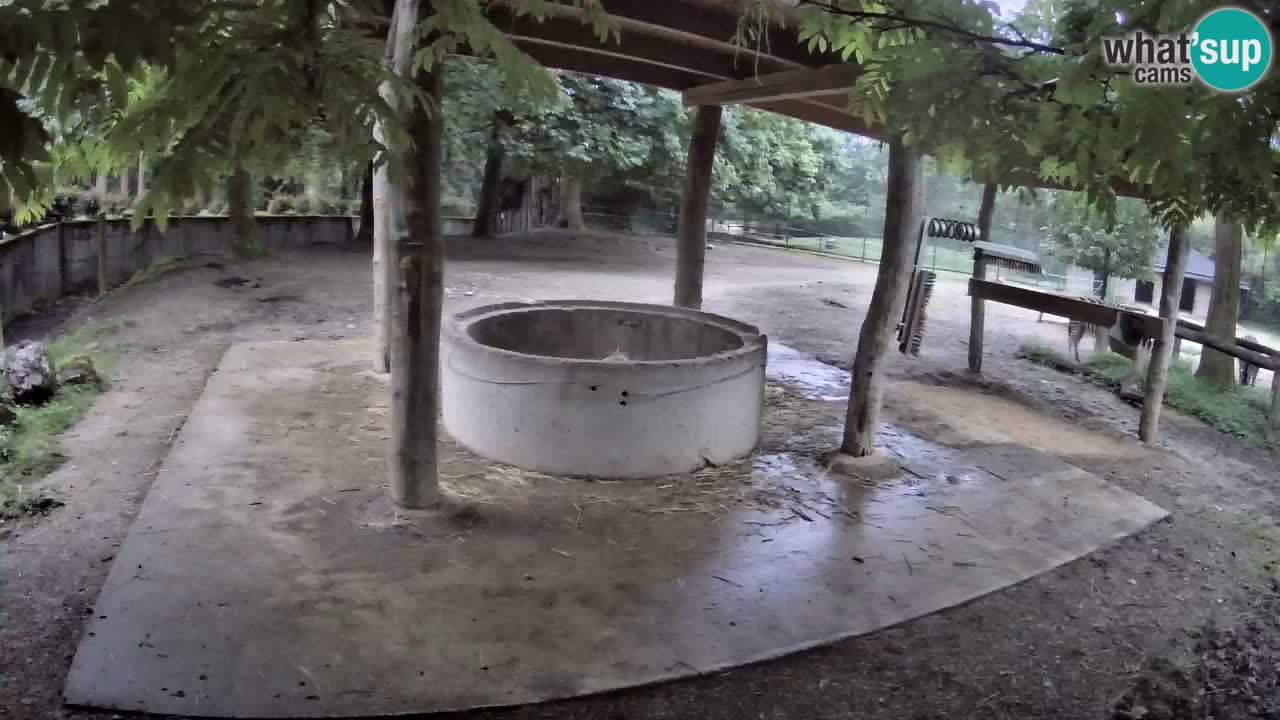 Zebre v živo v živalskem vrtu Ljubljana ZOO spletne kamere