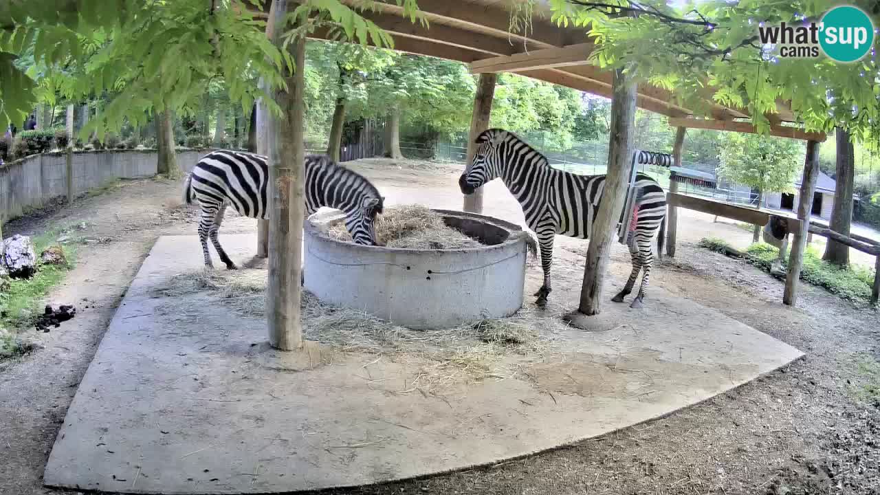 Live webcam Les zèbres in Ljubljana ZOO – Slovénie