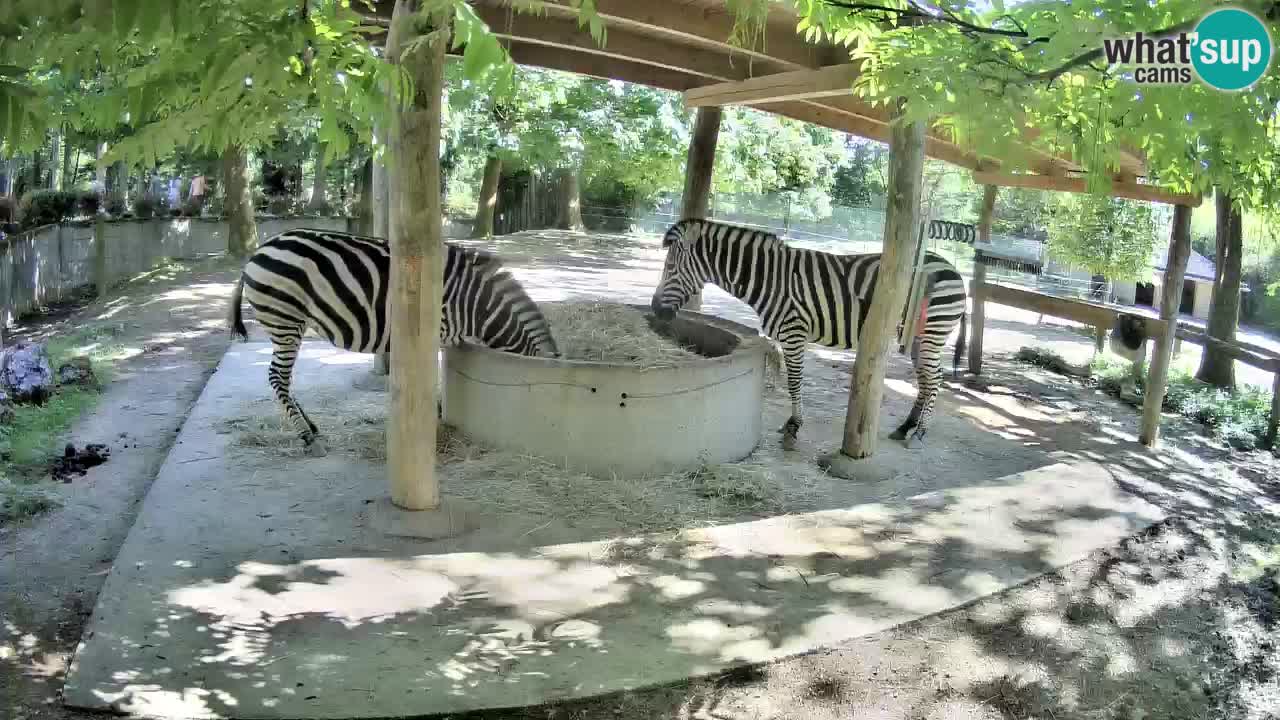 Live webcam Zebras in Ljubljana ZOO – Slovenia