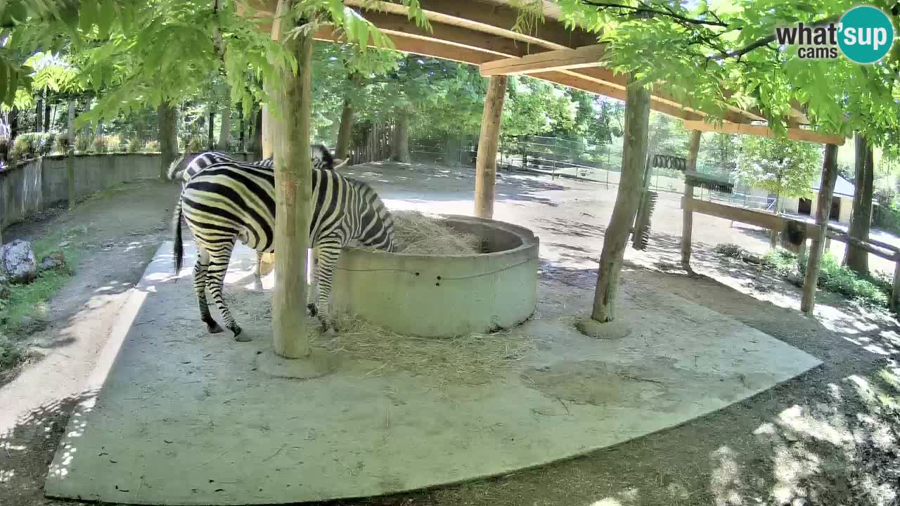 Live webcam Les zèbres in Ljubljana ZOO – Slovénie