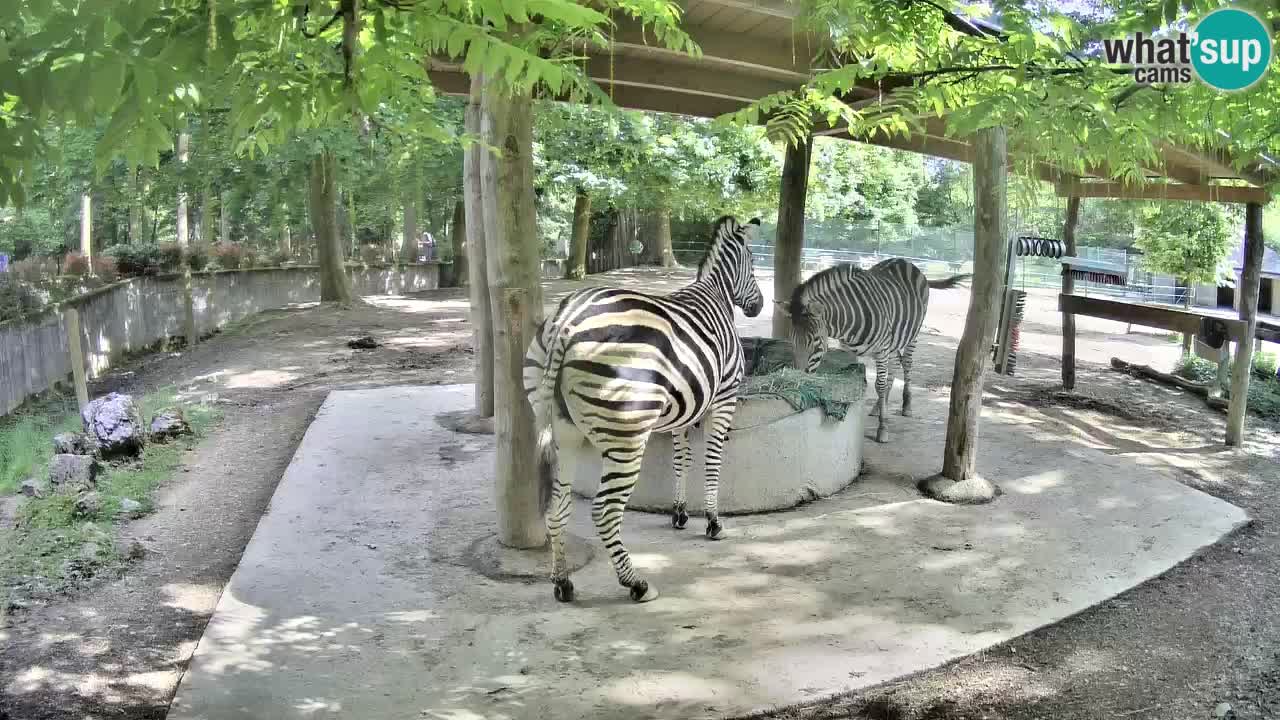 Zebre v živo v živalskem vrtu Ljubljana ZOO spletne kamere