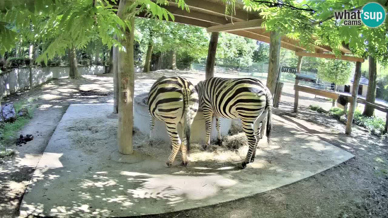 Le Zebre nello ZOO di Ljubljana – Slovenia Live webcam
