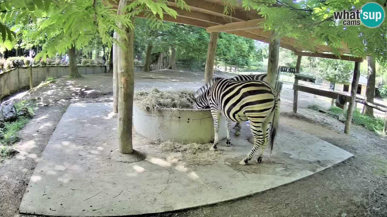 Zebre v živo v živalskem vrtu Ljubljana ZOO spletne kamere