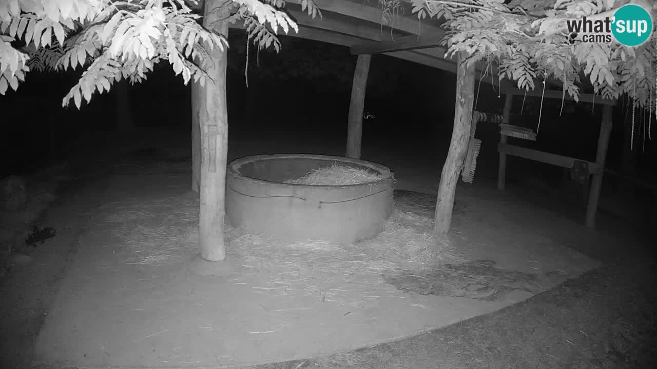 Live webcam Zebras in Ljubljana ZOO – Slovenia