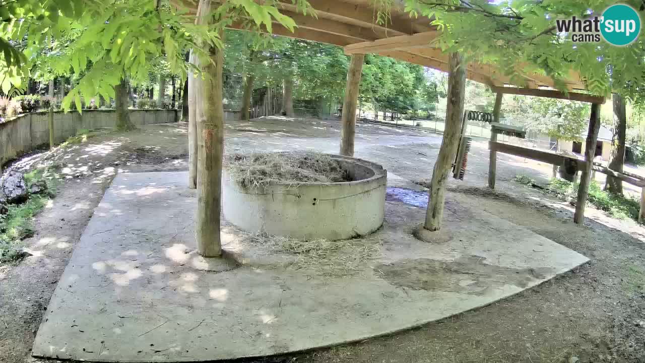 Live webcam Les zèbres in Ljubljana ZOO – Slovénie