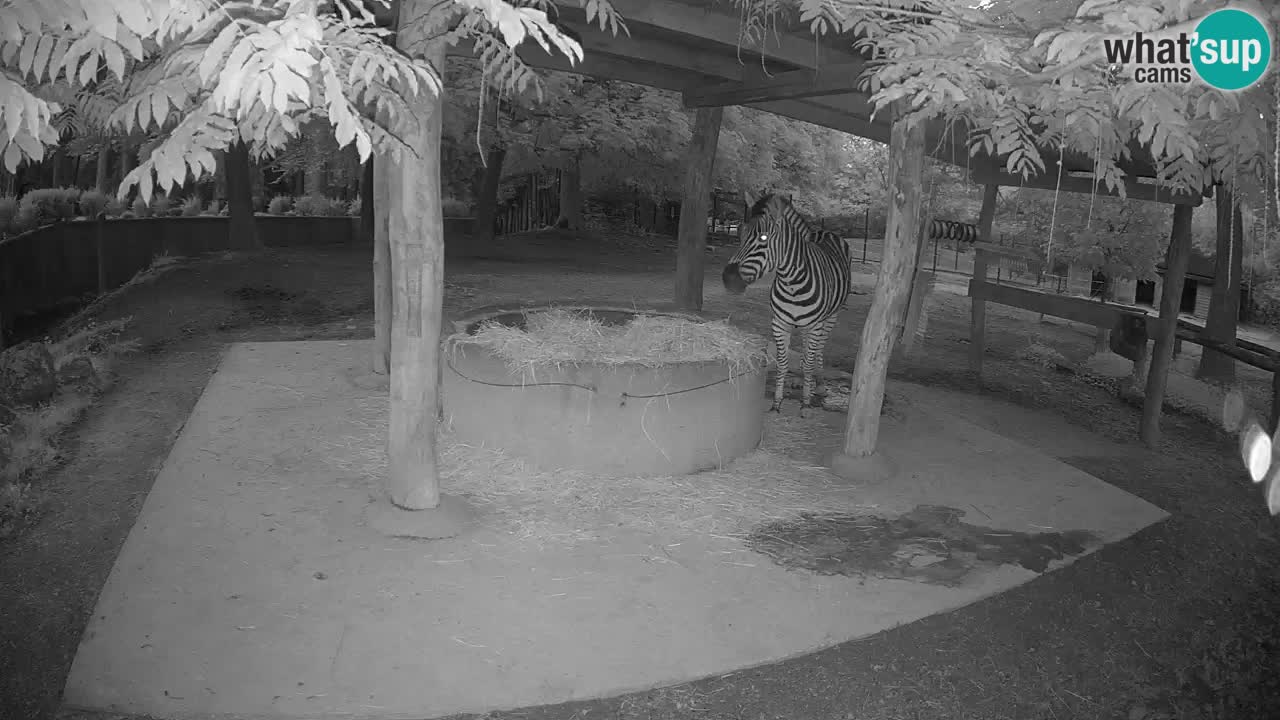 Le Zebre nello ZOO di Ljubljana – Slovenia Live webcam