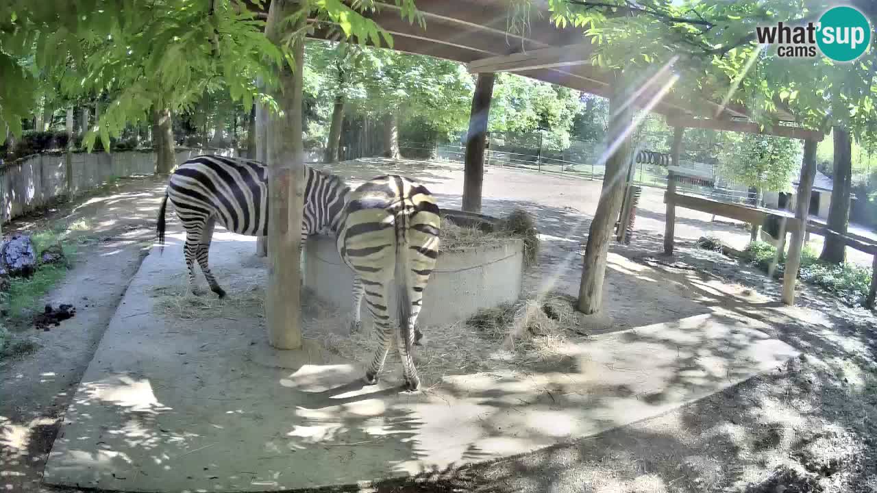 Le Zebre nello ZOO di Ljubljana – Slovenia Live webcam