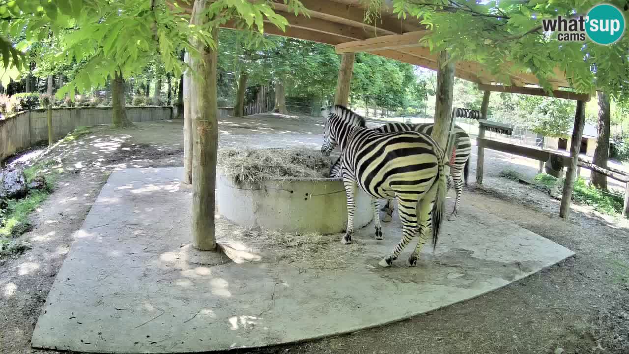 Live Webcam Zebras in Ljubljana ZOO – Slowenien