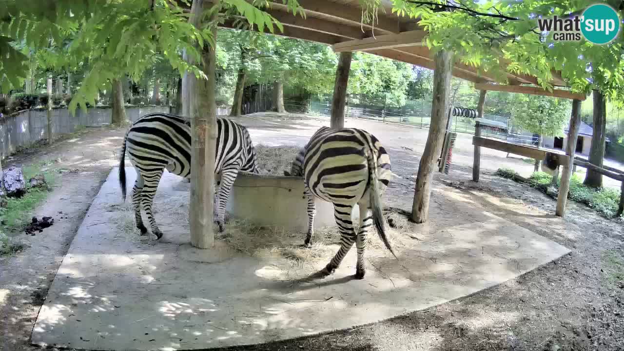 Le Zebre nello ZOO di Ljubljana – Slovenia Live webcam