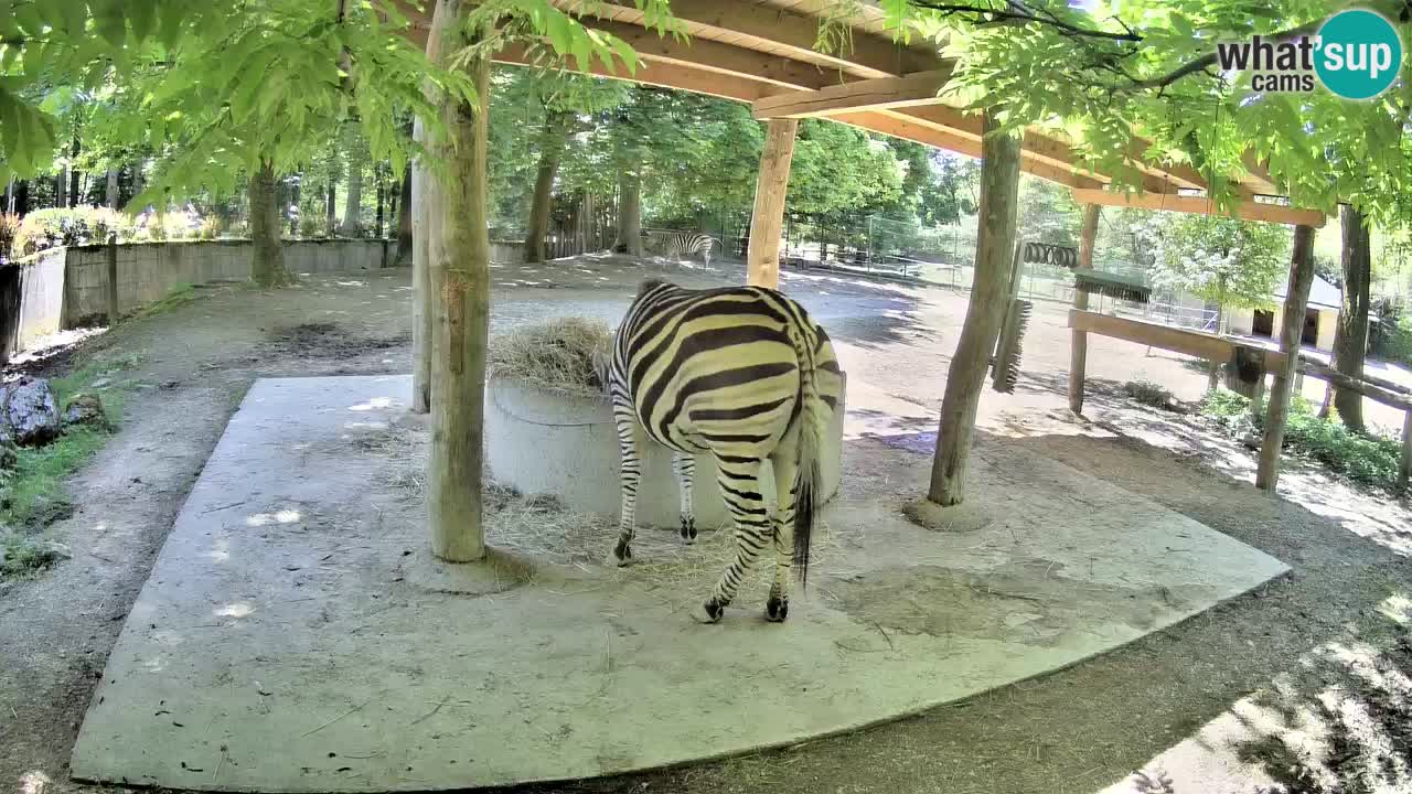 Web kamera uživo Zebras u ZOO Ljubljana – Slovenija