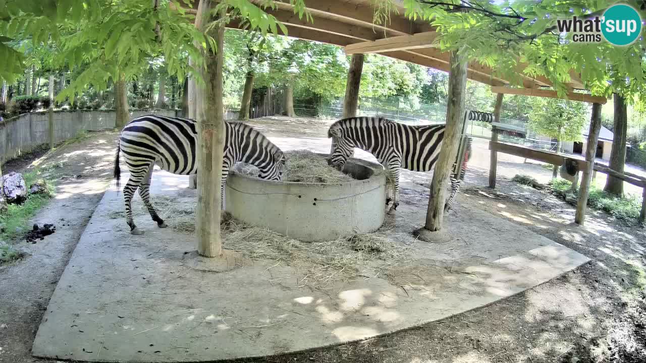 Zebre v živo v živalskem vrtu Ljubljana ZOO spletne kamere