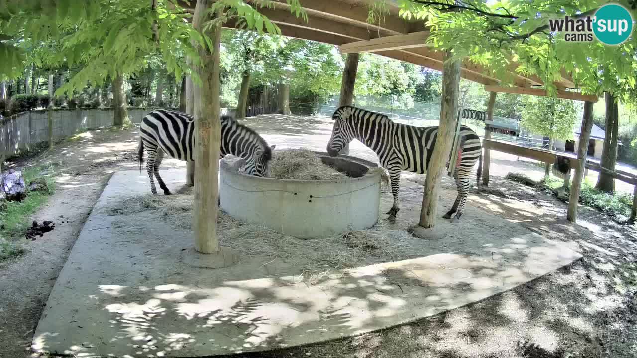 Web kamera uživo Zebras u ZOO Ljubljana – Slovenija
